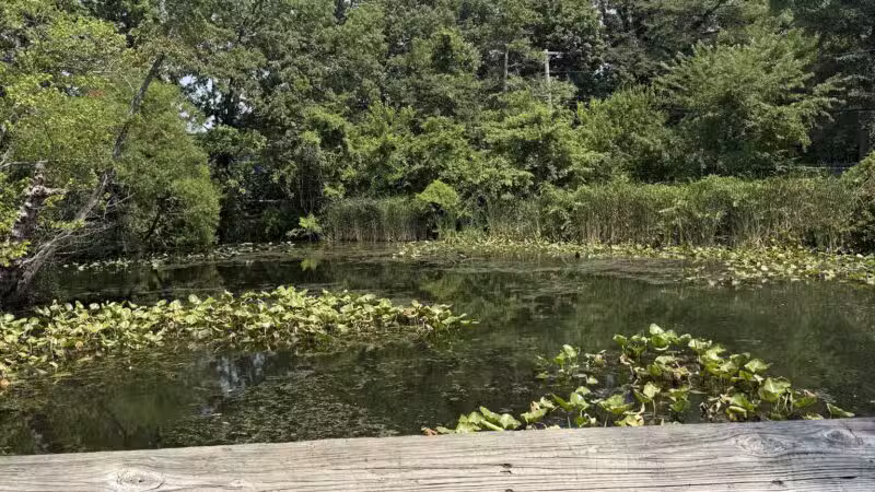 Tanglewood Preserve - Rockville Centre, NY