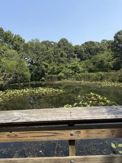 Tanglewood Preserve - Rockville Centre, NY