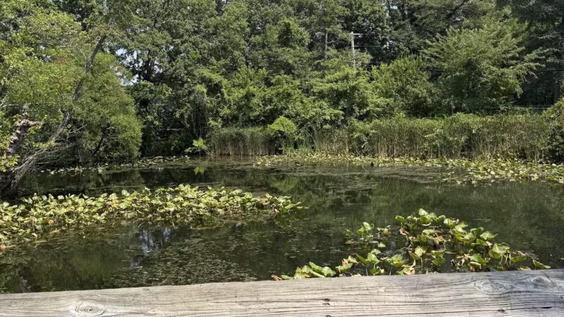 Tanglewood Preserve - Rockville Centre, NY