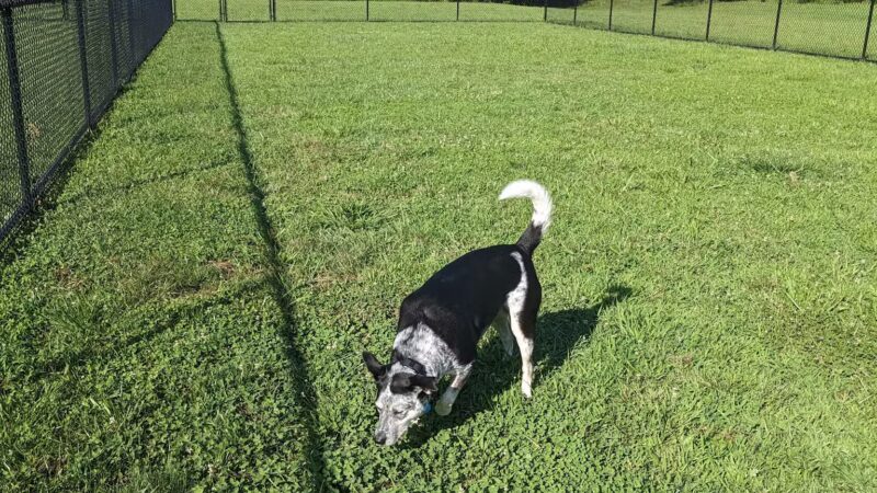 Rocky Mount Community Dog Park - Rocky Mount, VA