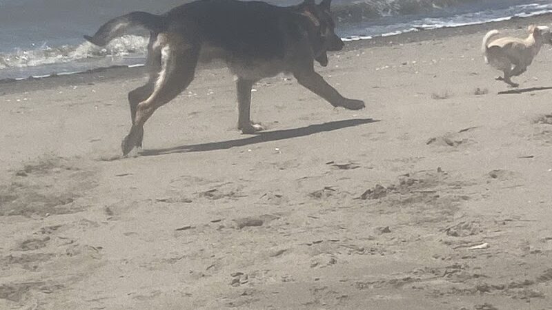 Rodeo Beach - Rodeo, CA