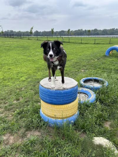 Florence Township Dog Park - Roebling,