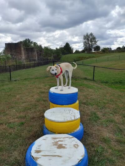 Florence Township Dog Park - Roebling,