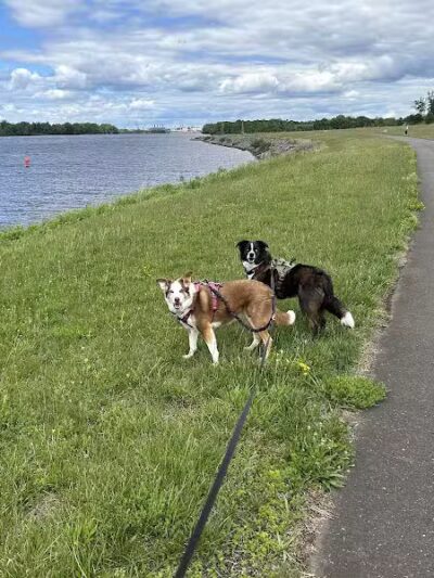 Florence Township Dog Park - Roebling,