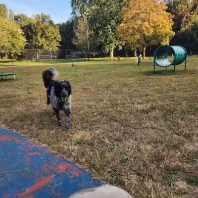 Elmer Johnson Park - Romulus,