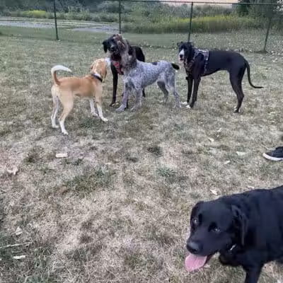 Oakbrook Dog Park - Romulus,