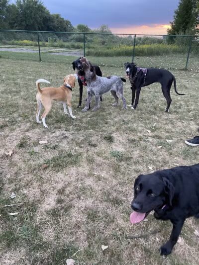 Oakbrook Dog Park - Romulus,