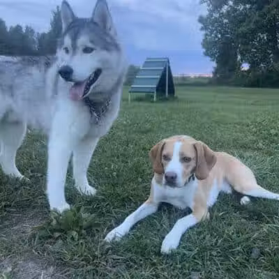 Oakbrook Dog Park - Romulus,