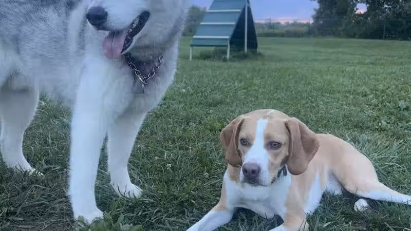 Oakbrook Dog Park - Romulus,