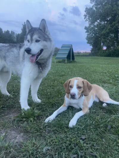 Oakbrook Dog Park - Romulus,