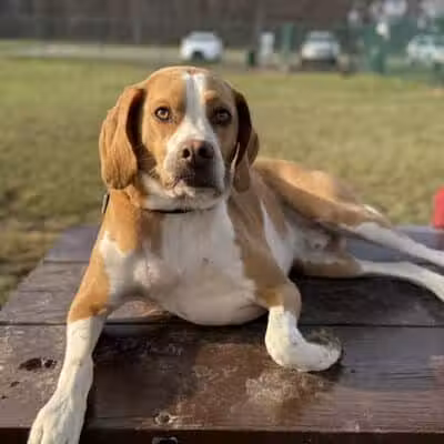 Oakbrook Dog Park - Romulus,