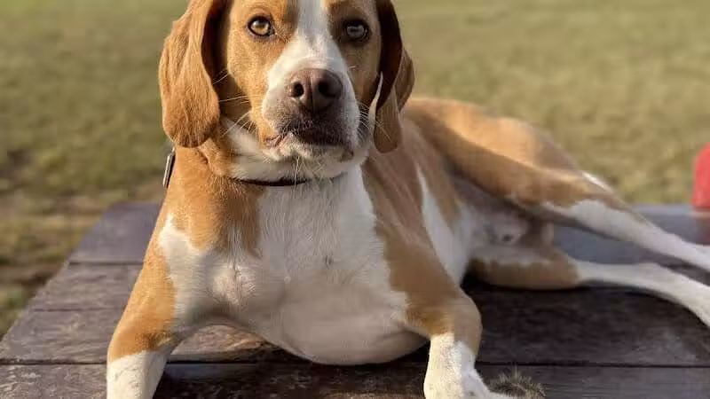 Oakbrook Dog Park - Romulus,