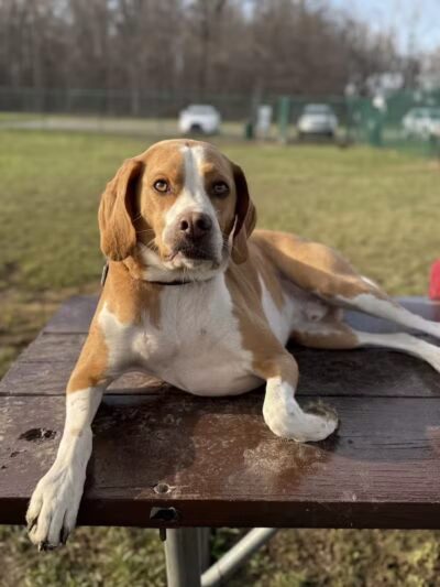 Oakbrook Dog Park - Romulus,