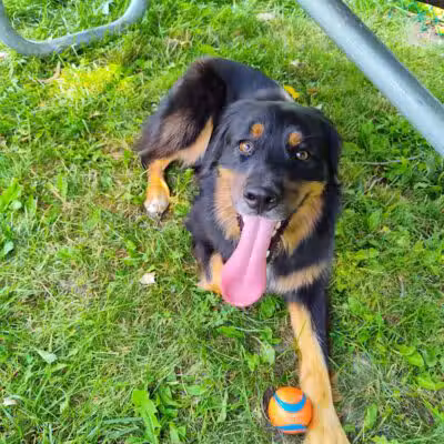 Oakbrook Dog Park - Romulus,
