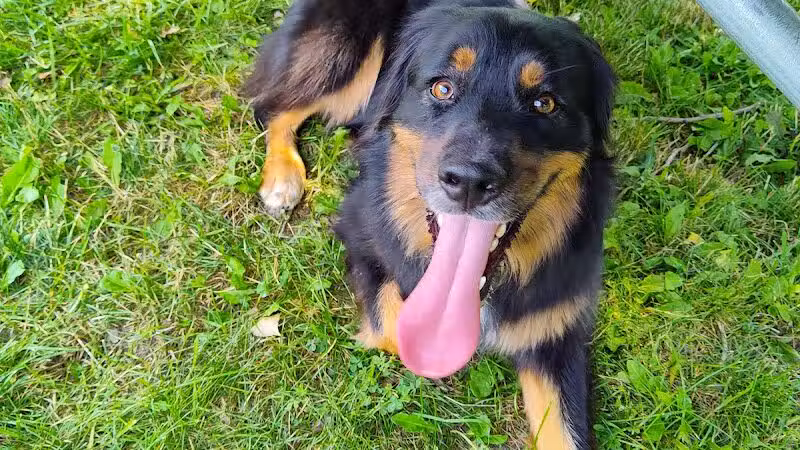 Oakbrook Dog Park - Romulus,