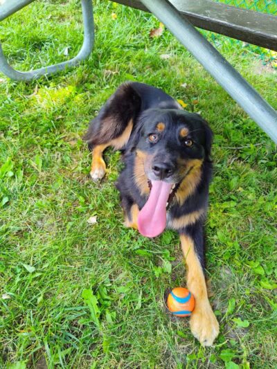 Oakbrook Dog Park - Romulus,