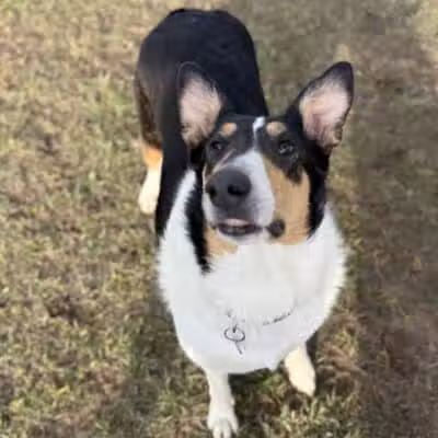Oakbrook Dog Park - Romulus,