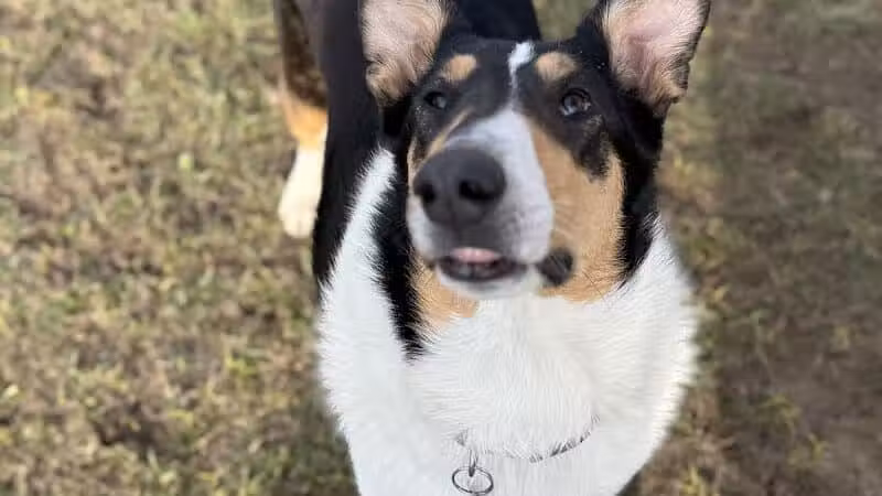 Oakbrook Dog Park - Romulus,