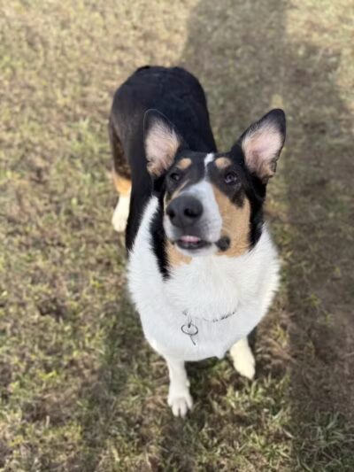 Oakbrook Dog Park - Romulus,