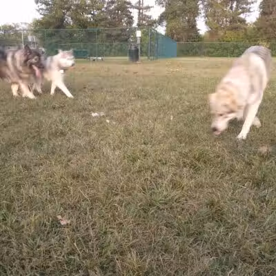 Oakbrook Dog Park - Romulus,