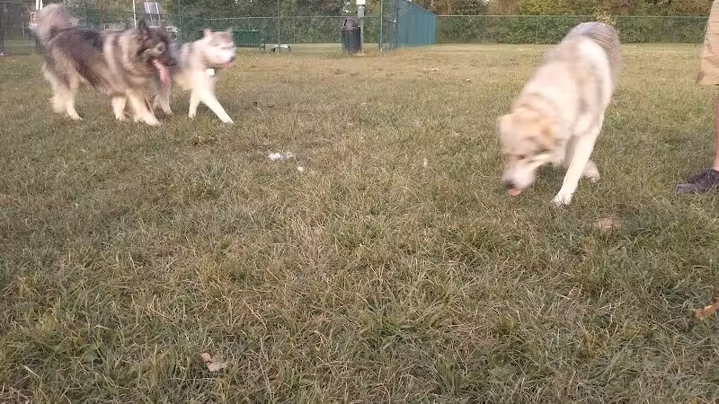 Oakbrook Dog Park - Romulus,