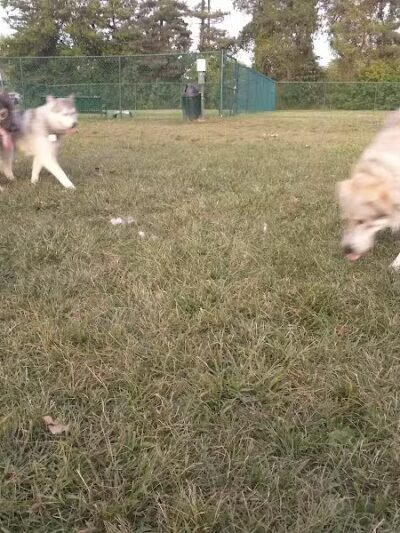 Oakbrook Dog Park - Romulus,