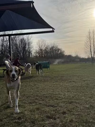 Oakbrook Dog Park - Romulus,