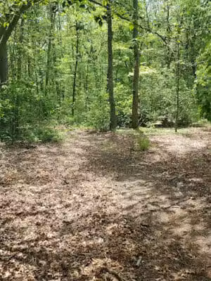 Roosevelt Preserve - Roosevelt, NY