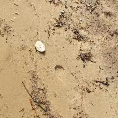 Higgins Lake Beach - Roscommon, MI