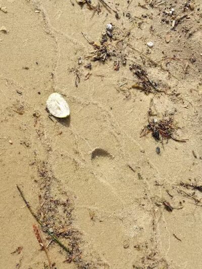 Higgins Lake Beach - Roscommon, MI