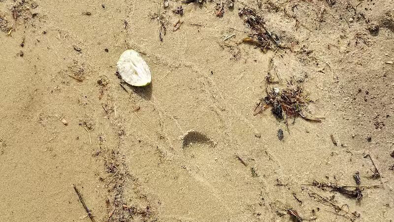 Higgins Lake Beach - Roscommon, MI