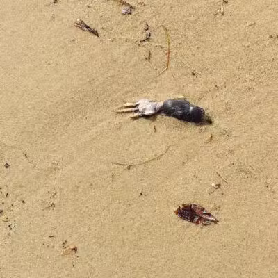 Higgins Lake Beach - Roscommon, MI