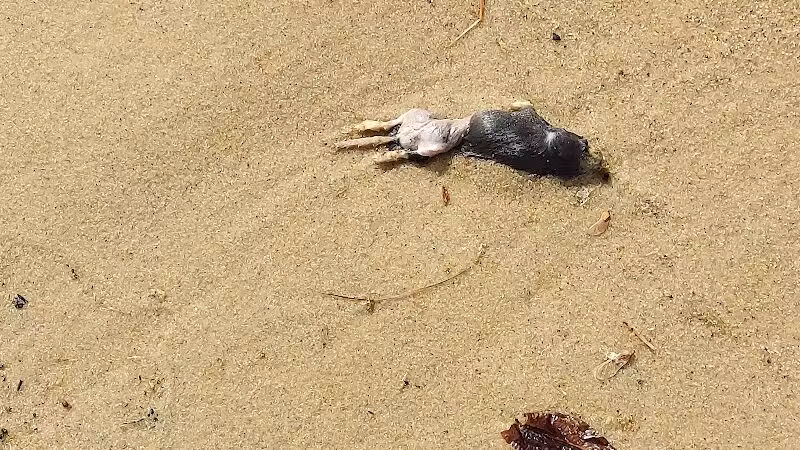 Higgins Lake Beach - Roscommon, MI