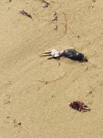 Higgins Lake Beach - Roscommon, MI