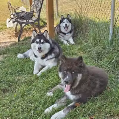 Lyon Township Dog Park - Roscommon, MI
