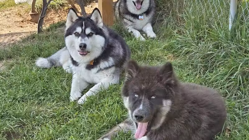 Lyon Township Dog Park - Roscommon, MI