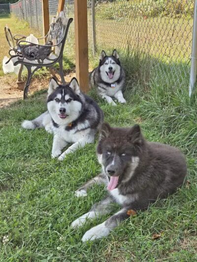 Lyon Township Dog Park - Roscommon, MI