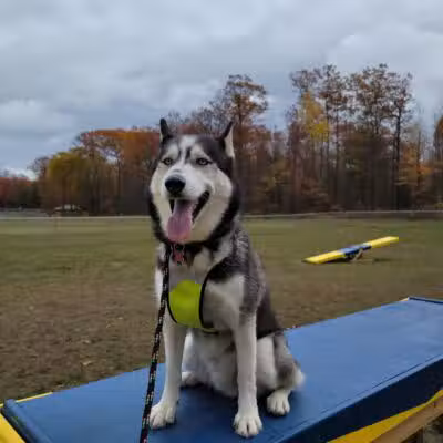 Lyon Township Dog Park - Roscommon, MI