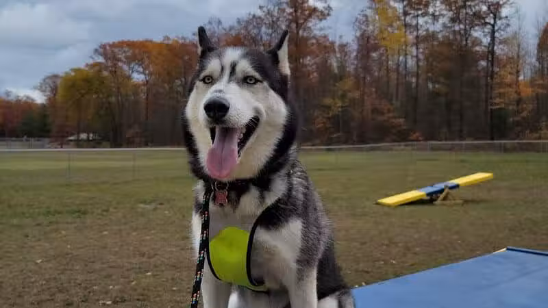 Lyon Township Dog Park - Roscommon, MI
