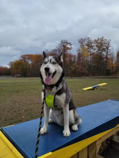 Lyon Township Dog Park - Roscommon, MI