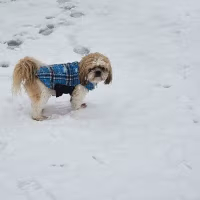 Lyon Township Dog Park - Roscommon, MI