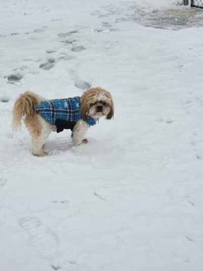 Lyon Township Dog Park - Roscommon, MI