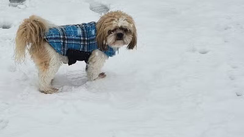 Lyon Township Dog Park - Roscommon, MI