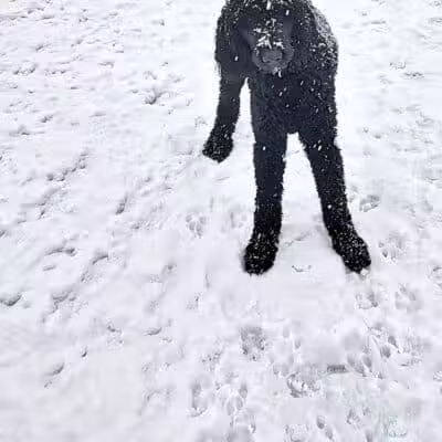 Lyon Township Dog Park - Roscommon, MI