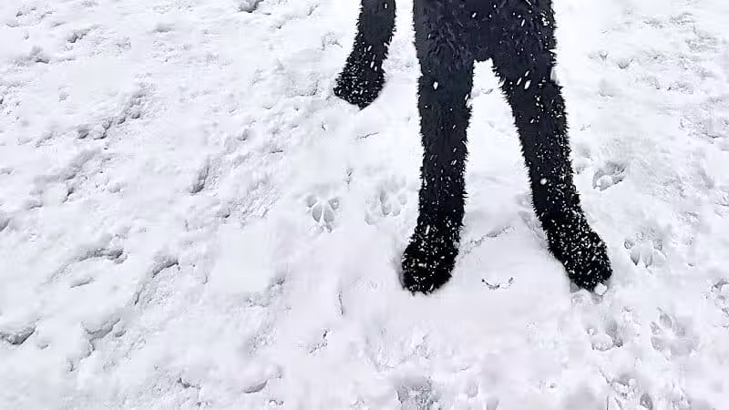 Lyon Township Dog Park - Roscommon, MI