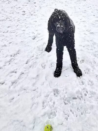 Lyon Township Dog Park - Roscommon, MI