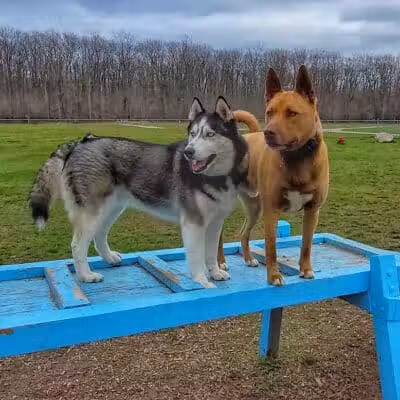 Markey Memorial Dog Park - Roscommon, MI