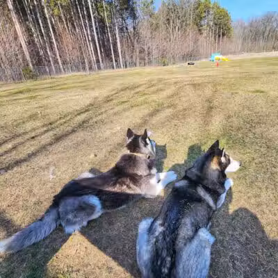 Markey Memorial Dog Park - Roscommon, MI