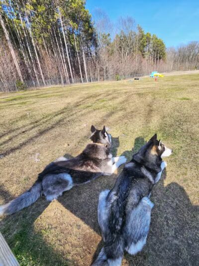 Markey Memorial Dog Park - Roscommon, MI