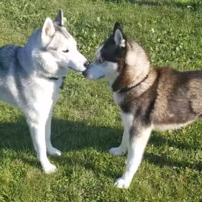 Markey Memorial Dog Park - Roscommon, MI